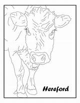 Hereford sketch template