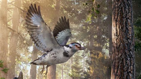 check   incredible extinct bird   cretaceous period