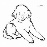Coloring Pages Dog Newfoundland Puppy Drawing Color Printable Easy Fluffy Dogs Cute Cliparts Puppies Clipart Kids Newfie Christmas Library Russell sketch template