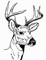 Deer Coloring Pages Drawings Line sketch template