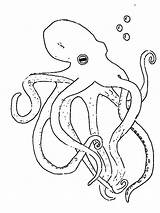 Octopus Cephalopoda Mollusk Gaddynippercrayons sketch template