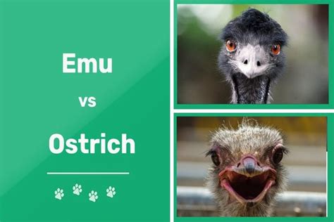 emu  ostrich  differences  pictures pet keen