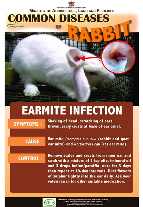 common diseases  rabbits sorehocks ministry  agriculture