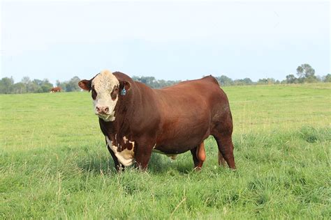 bull management   breeding season bovine veterinarian