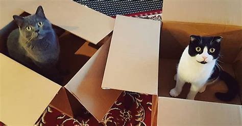 Box Cats Album On Imgur
