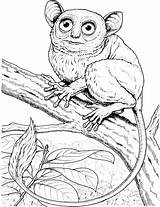 Monkey Coloring Pages Marmoset Big Pygmy Tarsier Eyed Monkeys Small Designlooter Color Printable Squirrel 2027 87kb Hanging Online Tree sketch template