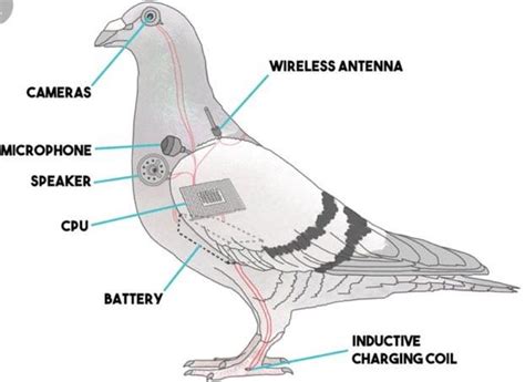 government spy drone program birds arent real