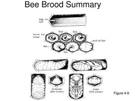 Ppt Honey Bee Biology Powerpoint Presentation Free Download Id 377262