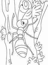 Ant Fourmi Ants Coloriage Dessin Coloriages Coloringme sketch template