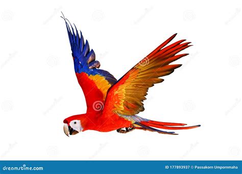 macaw parrot flying isolated  white background stock image image  bird feather
