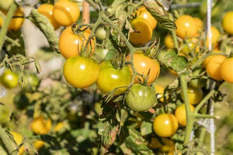sunviva tipps zum pflanzen der open source tomate