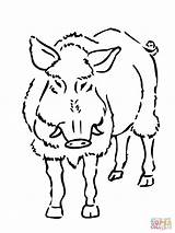 Boar Coloring Pages Razorback Young Template sketch template