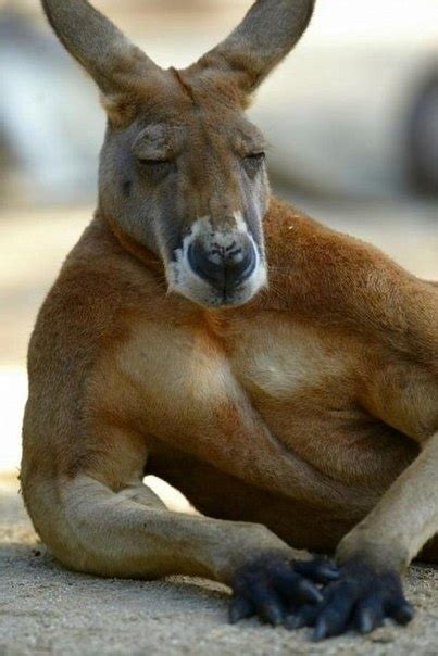 68 best kangaroo love ಠ ಠ images on pinterest kangaroo