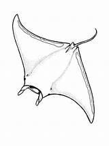 Manta Ray Coloring Pages Stingray Drawing Animal Color Tattoo Colouring Rochen Sea Printable Animals Print Rays Nemo Sheets Fish Activities sketch template