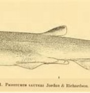 Afbeeldingsresultaten voor "galeus Sauteri". Grootte: 178 x 95. Bron: shark-references.com