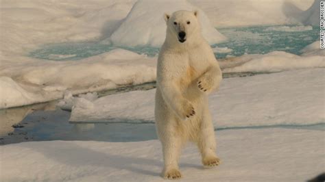 plastic ice for the polar bears cnn