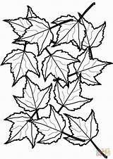 Coloriage Feuilles Foliage Cooloring Getcolorings Supercoloring Clipartmag Obsession sketch template
