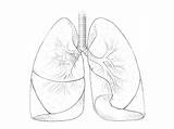Lungs Tobacco sketch template