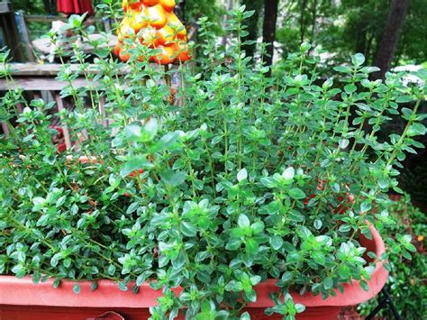 garden thyme  disappointment  planter northwest arkansas
