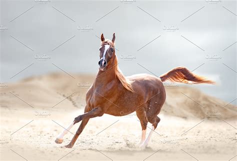 arabian horse   desert high quality stock  creative market
