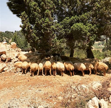 shhttttt keep calm sheep love sleep 🐑😴 sheep sleeping nature `akkar liban nord lebanon