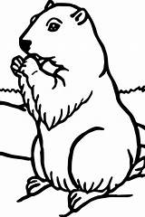 Groundhog Murmeltier Malvorlagen Realistische Tiere Ausmalbilder Printable Bestcoloringpagesforkids Drus Kaynağı Makalenin sketch template