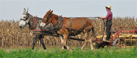 amish people and amish culture