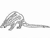 Pangolin Coloring Pages Printable Color Supercoloring Version Click Template Categories sketch template