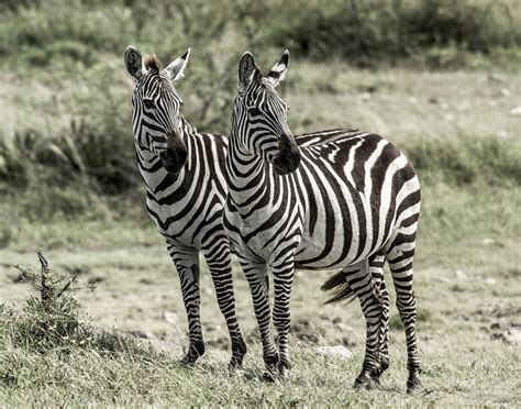 zebras white  black stripes  black  white stripes