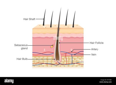 human hair anatomy stock vector image art alamy