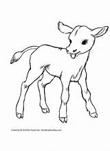 Coloring Cow Pages Printable Cattle Color Calf Baby Cows Cute Kids Animals Colouring Farm Drawing Clipart Calves Honkingdonkey Animal Print sketch template