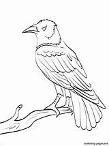 Raven Coloring Pages Outline Baltimore Ravens Drawing Printable Book Animal Bird Drawings Common Colouring Birds Getdrawings Line Site Books Paintingvalley sketch template