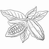 Cacao Bean Cocoa Coloring Template Sketch sketch template
