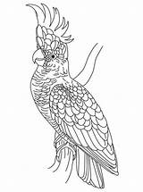 Cockatoo Pages Coloring Cockatoos Birds Kids Drawings Print Fun 79kb 1000px Recommended sketch template