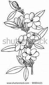 Sampaguita Drawing Flower Sketch Drawings Paintingvalley Flowers Choose Board Jasmine sketch template