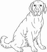Coloring Retriever Lab Pages Labrador Yellow Dog Printable Golden Line Adult Vector Colouring Drawing Drawings Color Head Coloriage Dogs Dessins sketch template