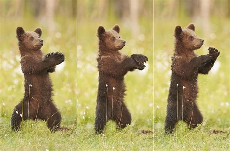 bear cub photographed dancing gangnam style in finland the independent