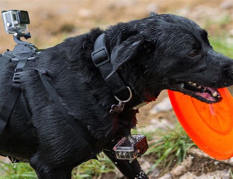 gopro fetch dog harness gadget flow