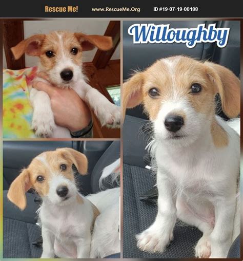 adopt 19071900188 ~ dachshund rescue ~ virginia beach va