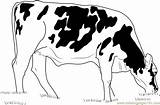 Eating Coloring Grass Cows Cow Pages Coloringpages101 Kids sketch template