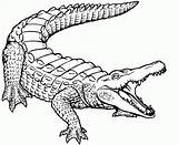 Crocodile Dessin Realistic Coloring Letscolorit Printable Enregistrée Depuis Coloriage sketch template