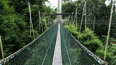 canopy walkway stock video clip  science photo library
