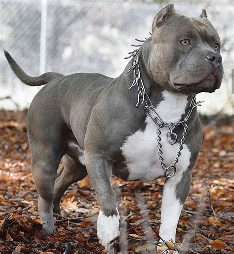 check      store love pitbulls bully breeds dogs