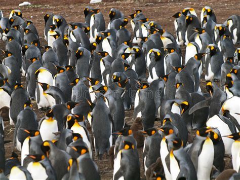 Konung Penguins Fotografering För Bildbyråer Bild Av Falkland 39252921