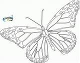 Butterfly Monarch Coloring Pages Printable Template Blank Realistic Cycle Life Outline Drawing Line Color Drawings Getdrawings Butterflies Sheets Cliparts Clipart sketch template