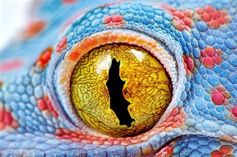 bizarre  beautiful animal eyes  earth scientific