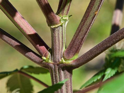 marijuana plants  purple stems stalks petioles