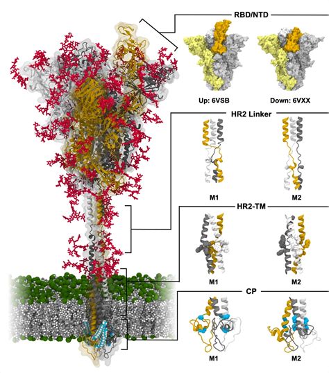 molecular simulations reveal detailed structure  dynamics  sars