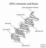Dna Coloring Drawing Worksheet Structure Replication Labeled Pages Double Helix Key Easy Bases Answer Rna Printable Genetics Template Molecule Label sketch template
