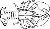 Lobster Squidoo Sketching 출처 sketch template
